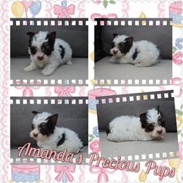 Olivia(PET ONLY) - Chocolate, tan and white female Yorkshire Terrier puppy in Wartburg, Tennessee from Amanda's Precious Pups