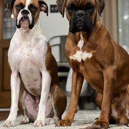 Boxer and Pomeranian All Grown Up from CAMAS Boxers and Poms