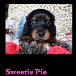 Sweetie Pie - Black and tan female Dachshund puppy in Floresville, Texas from Muddy River Dachshunds