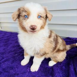 Tucker - Red merle male Australian Shepherd puppy in Charlotte, North Carolina from Awesome Aussies