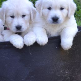Australian Shepherds and Golden Retrievers from Edge Farm LLC