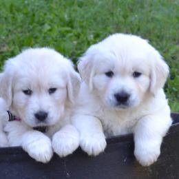 Australian Shepherds and Golden Retrievers from Edge Farm LLC
