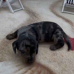 Black and Tan Dapple Smooth Male - Dapple male Dachshund puppy in Killeen, Texas from Southern Dachshunds