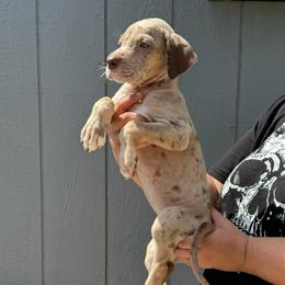 Snickers - Chocolate and white female Great Dane puppy in Florida from Beachside Kennels