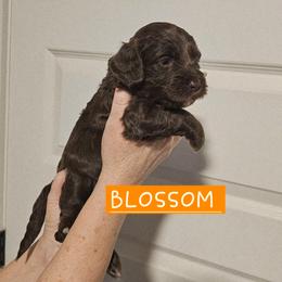 Blossom,  Orange collar - Brown female Cockapoo puppy in Pell City, Alabama from FurEver Young Kennels