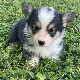 Jolene - Black and tan female American Corgi puppy in Mount Carmel, Tennessee from Hidden View Farm