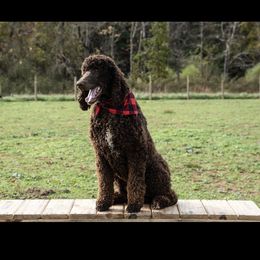 Sayler - Poodle