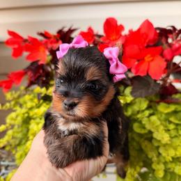 Minnie - Black and tan female Yorkshire Terrier puppy in Georgia from Nalley Kennels