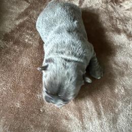 Blue - Blue fawn female French Bulldog puppy in Shakopee, Minnesota from Fishie's Frenchies