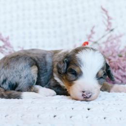 Boy 6 - Merle male Bernedoodle puppy in Spanish Fork, Utah from K Brand Doodles