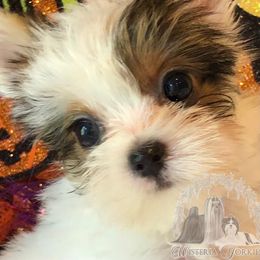 Biewer Terrier and Yorkshire Terrier Puppies from Wisteria Yorkies