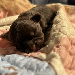 Carlton - Chocolate male Shih Tzu puppy in Augusta, Georgia from Floofah la Woofah
