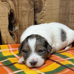 Cassie - Blue merle female Aussiedoodle puppy in Lavonia, Georgia from H & A Kennels