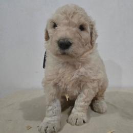 Blue boy - White male Komondor puppy in Auburn, Kentucky from Christmas Komondors