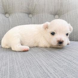 BOY 2 - White male Maltese puppy in Ashville, Alabama from LMC Pups