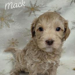 Mack - Cream male Goldendoodle puppy in Eau Claire, Wisconsin from Fisher River Doodle's