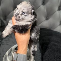 Prada - Blue merle female Pomeranian puppy in Moody, Texas from Luxury Pets of Central Texas