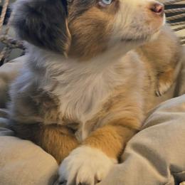 Pearl - Red merle female Miniature Australian Shepherd puppy in Lincoln, California from Elegant Aussies