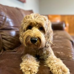 Maverick - Australian Labradoodle