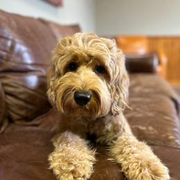 Maverick - Australian Labradoodle
