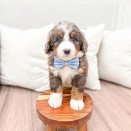 Josh- 5290 - Blue merle male Bernedoodle puppy in Ormond Beach, Florida from Florida Coast Doodles