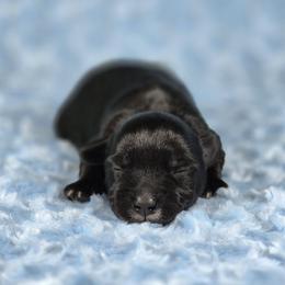 Domino - Black male Miniature Schnauzer puppy in Ely, Nevada from Great Basin Miniature Schnauzers