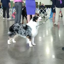 JLo - Miniature American Shepherd