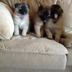 Belgian Tervuren Puppies from CoKo Belgian Tervuren