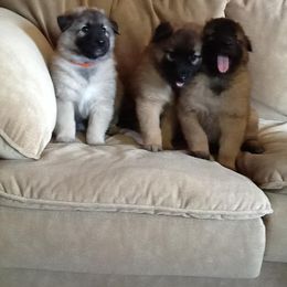 Belgian Tervuren Puppies from CoKo Belgian Tervuren