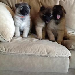 Belgian Tervuren Puppies from CoKo Belgian Tervuren