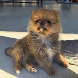 Smallest male - Beaver sable male Pomeranian puppy in Gadsden, Alabama from Rich Cat’s