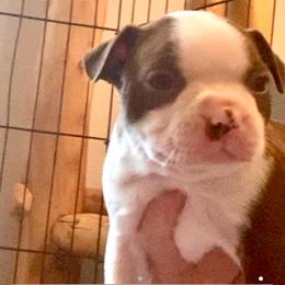 Boy 2 - Red male Boston Terrier puppy in Murrells Inlet, South Carolina from Inlet Boston Terriers