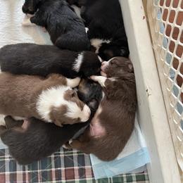 Miniature American Shepherd Puppies from Fuzzbottom Miniature American Shepherd