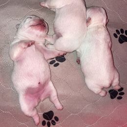 French Bulldog Puppies from Elite Bullies Miami