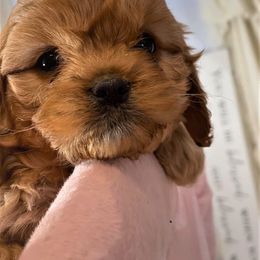 Cavapoo Puppies from Clearview Canines