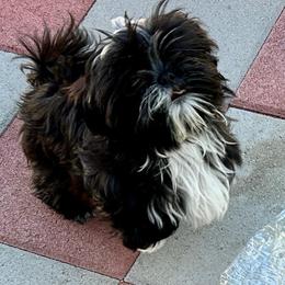 Kiki - Black and white female Shih Tzu puppy in Victorville, California from Precioustzus