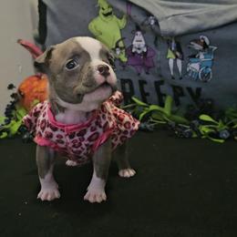 Fern- Pet Home Available - Blue female American Bully puppy in Mobile, Alabama from Laser Elite Bullies