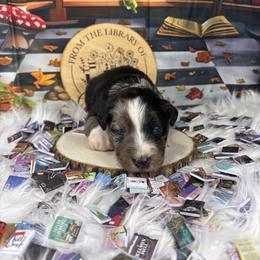 Lyric - Blue merle male Australian Shepherd puppy in Fredericksburg, Virginia from Cooper Ridge Aussies