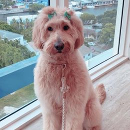 Honey  - Goldendoodle