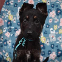 Blue Boy - Black and tan male German Shepherd puppy in Grants Pass, Oregon from Granville German Shepherds