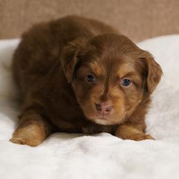 Moose - Red tri-color male Australian Shepherd puppy in Kokomo, Indiana from North Central Aussies