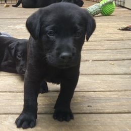 Boy 4 - Black Labrador Retriever puppy in Hilliards, Pennsylvania from Del-Star Kennels