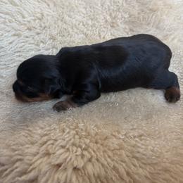 Yorkshire Terrier Puppies from Diane Davis