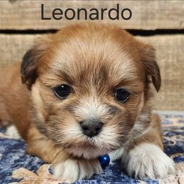 Leonardo - Red male Lhasa Apso puppy in Jefferson, New York from Absolute Lhasa Love