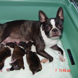 Boston Terrier Puppies from Achates Bostons