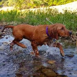 Golden Retriever Puppies from Arkansas River Golden Retrievers