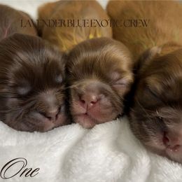 Shih Tzu Puppies from Lavender Blue Exotic Crew