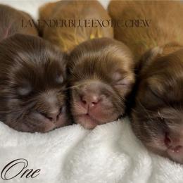 Shih Tzu Puppies from Lavender Blue Exotic Crew