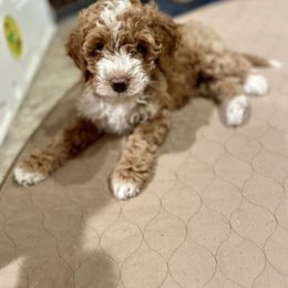 Poodle Puppies from Grandy’s Pretty Poodles
