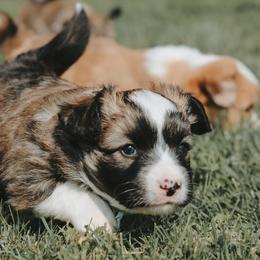 American Corgi and Pembroke Welsh Corgi Puppies from Witch Creek Corgis